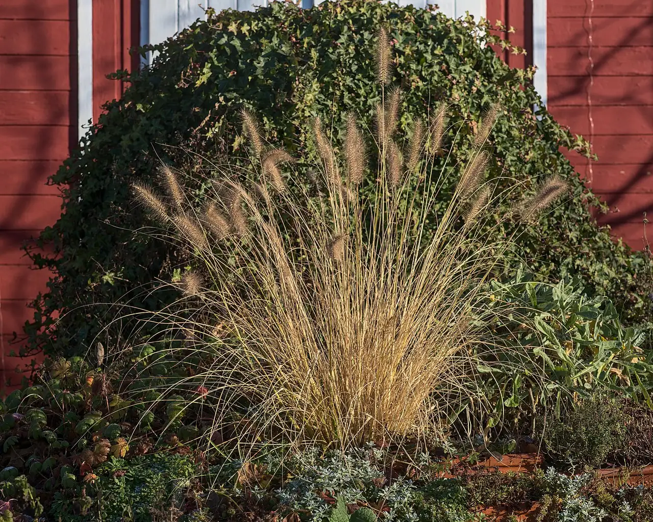 狼尾草 (Pennisetum alopecuroides) — 更多视角