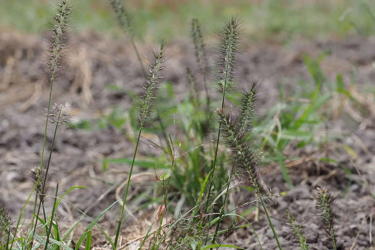 狼尾草 (Pennisetum alopecuroides) — 更多视角
