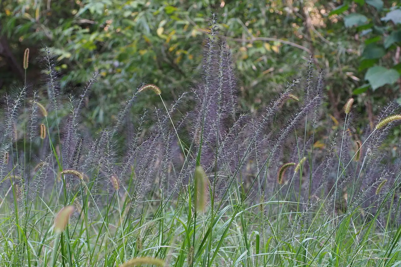 狼尾草 (Pennisetum alopecuroides) — 更多视角