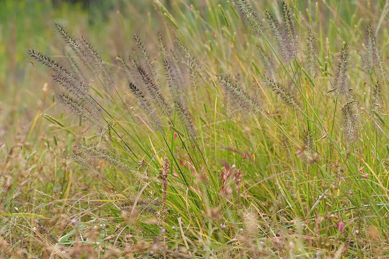 狼尾草 (Pennisetum alopecuroides) — 环境展示