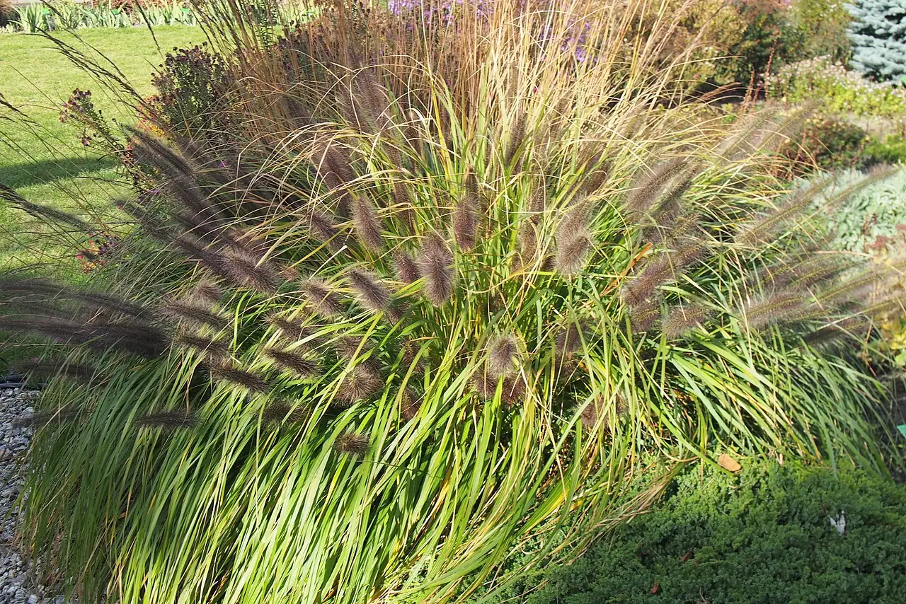 狼尾草 (Pennisetum alopecuroides) — 特写