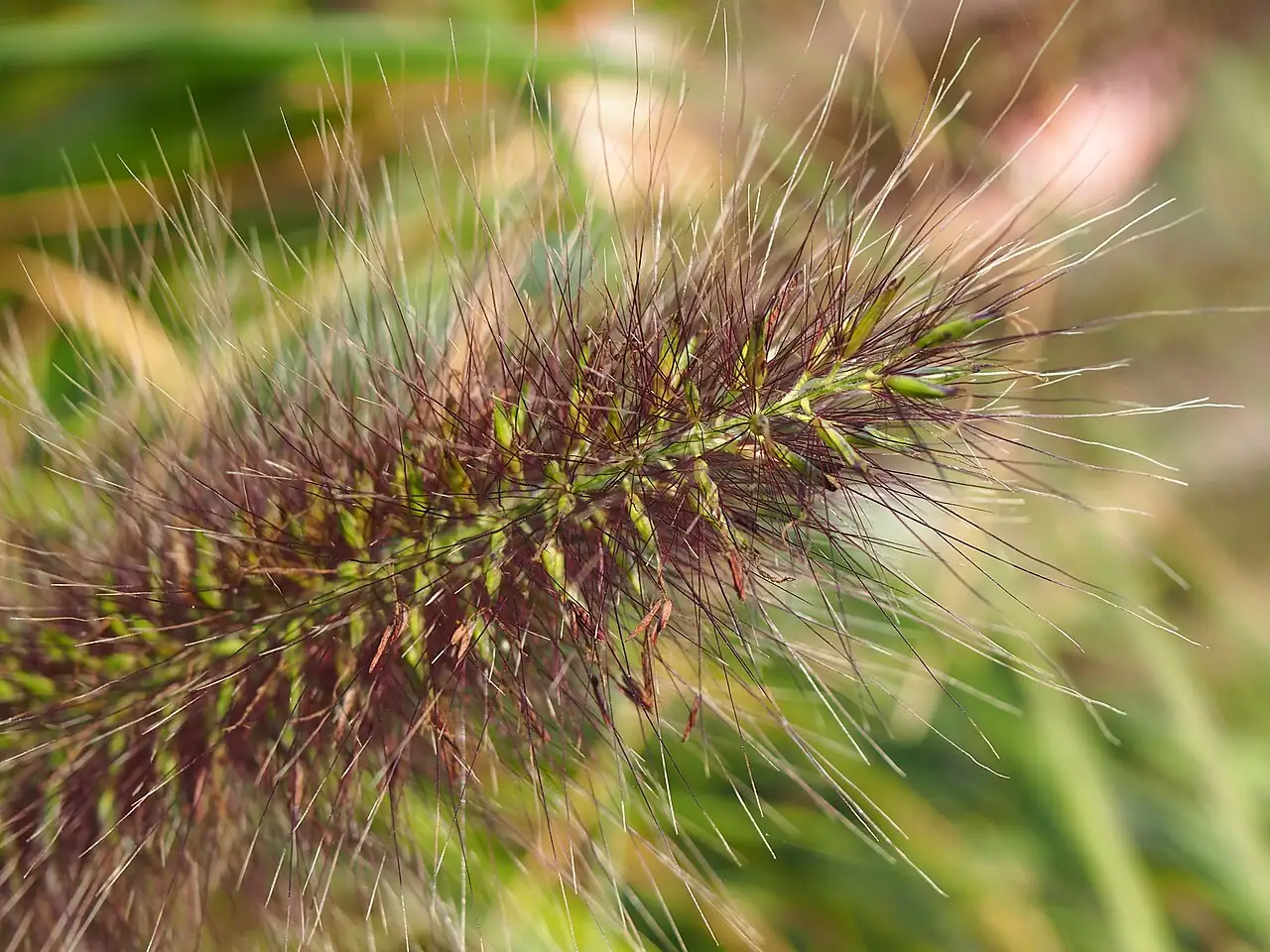 狼尾草 (Pennisetum alopecuroides) — 细节