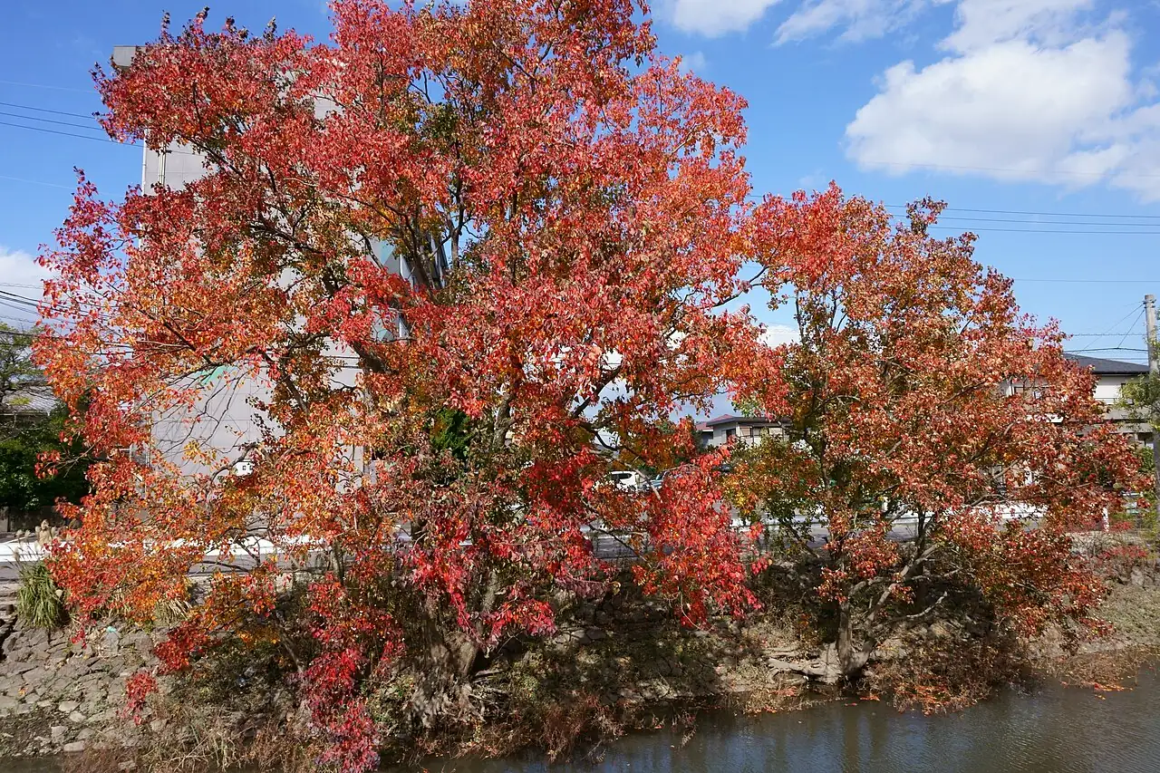 乌桕 (Triadica sebifera) — 细节