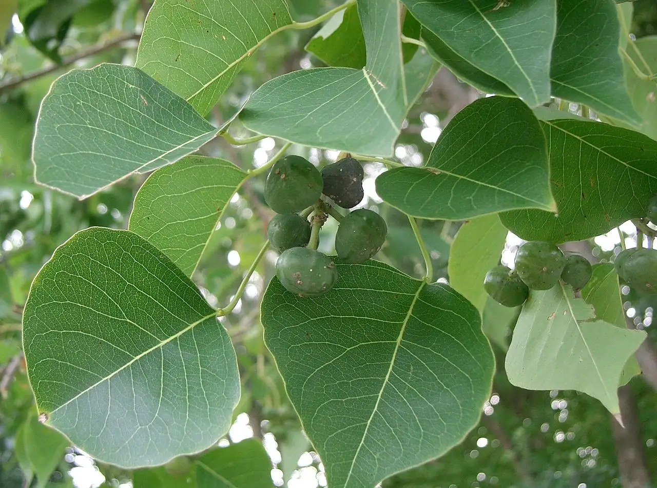 乌桕 (Triadica sebifera) — 特写