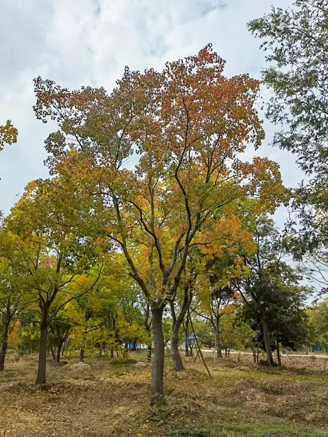 乌桕 (Triadica sebifera) — 更多视角