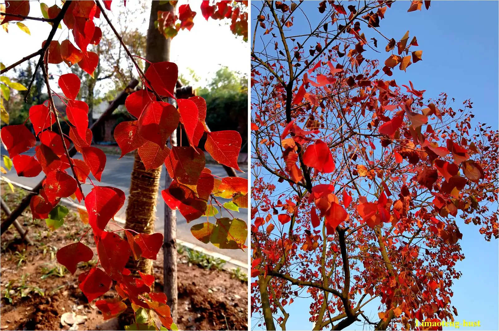 乌桕 (Triadica sebifera) — 主图