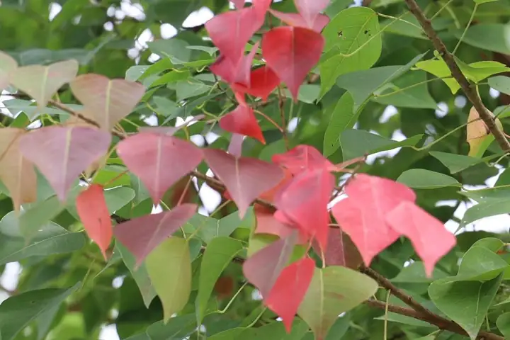 乌桕 (Triadica sebifera) — 环境展示