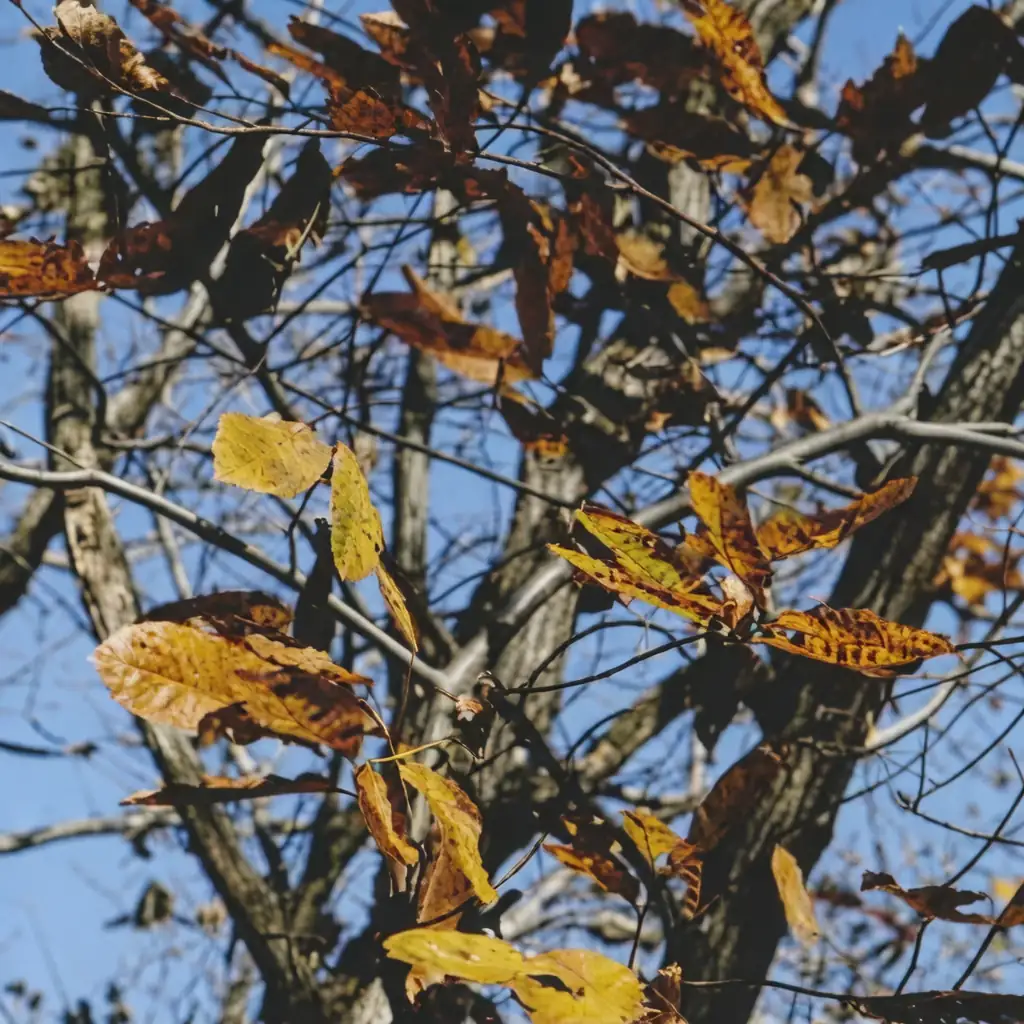 板栗 (Castanea mollissima) — 环境展示