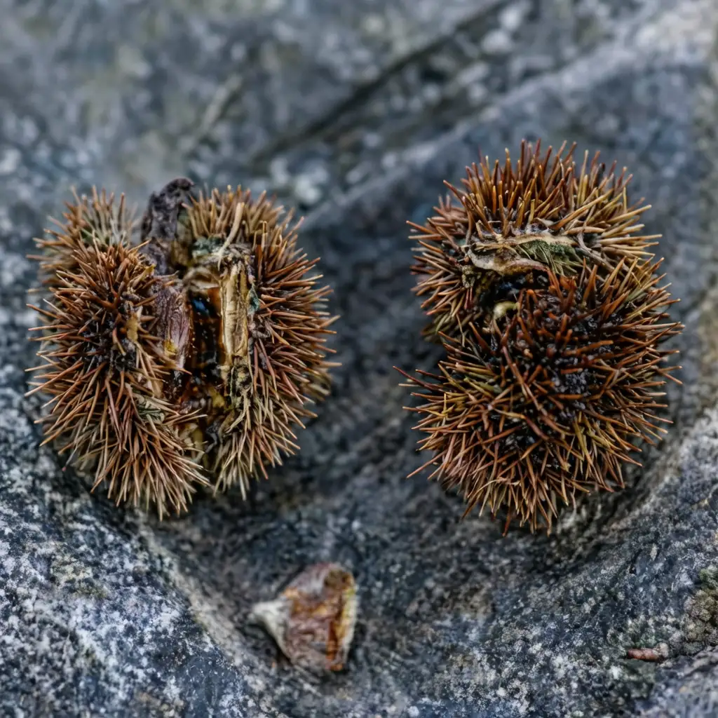 板栗 (Castanea mollissima) — 主图