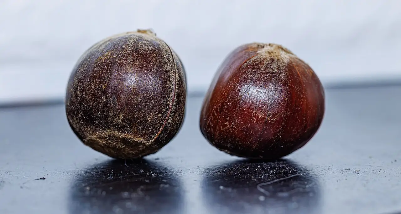 板栗 (Castanea mollissima) — 细节