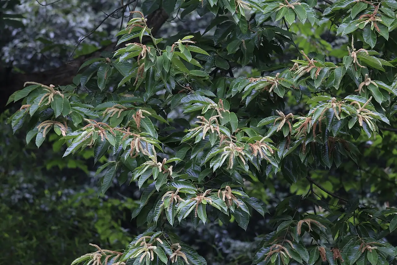 板栗 (Castanea mollissima) — 更多视角