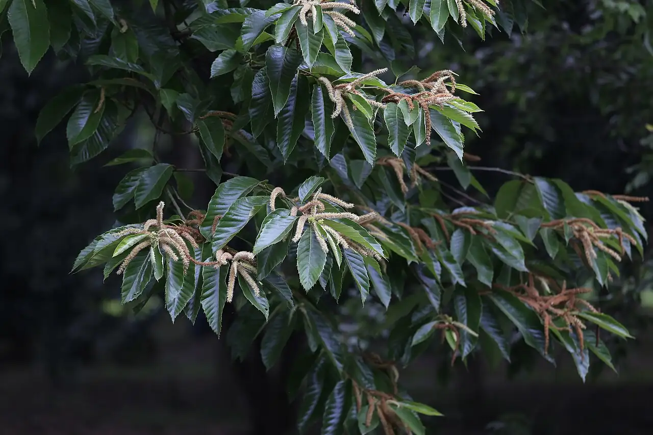 板栗 (Castanea mollissima) — 更多视角