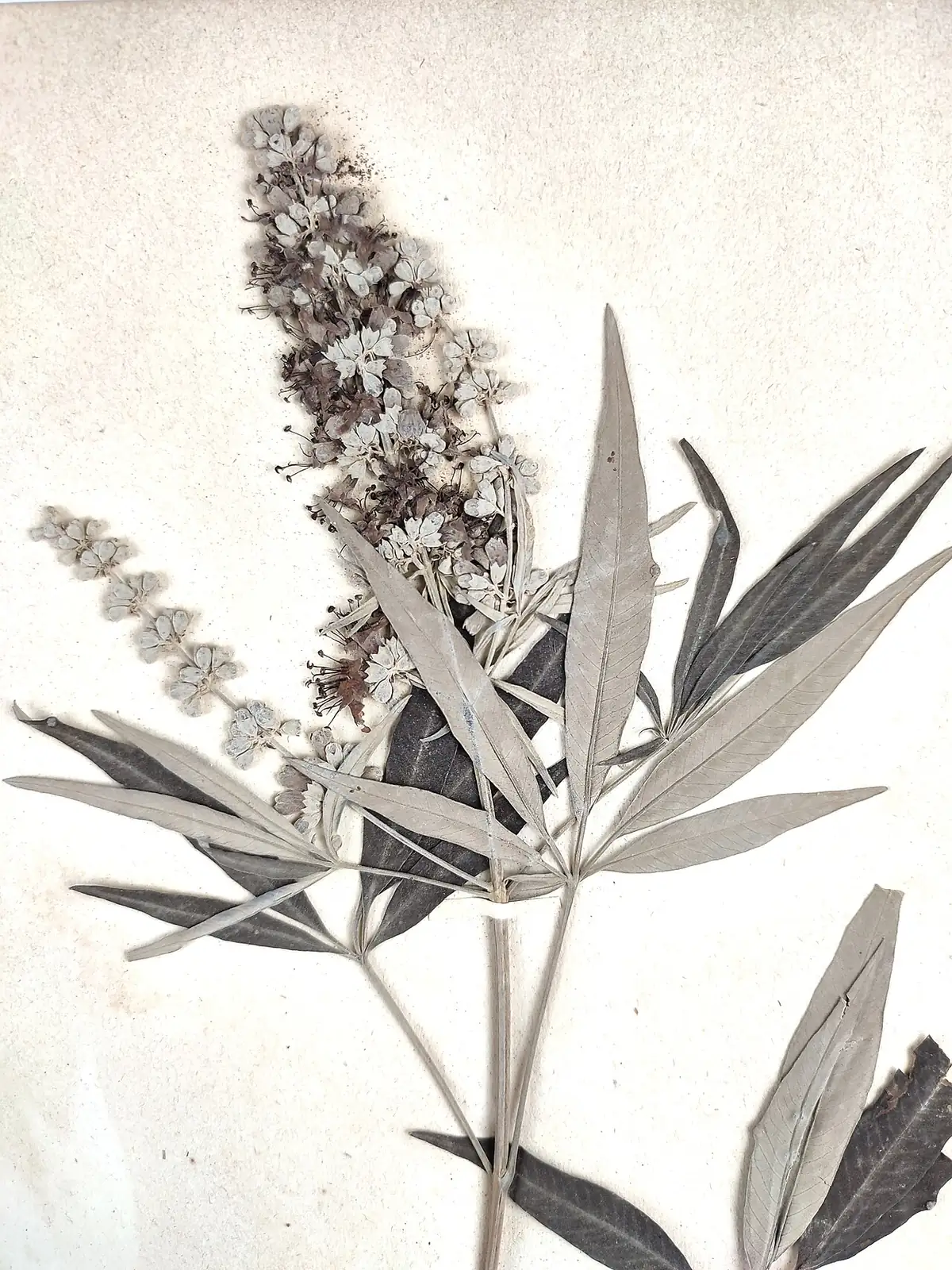 穗花牡荆 (Vitex agnus-castus) — 特写