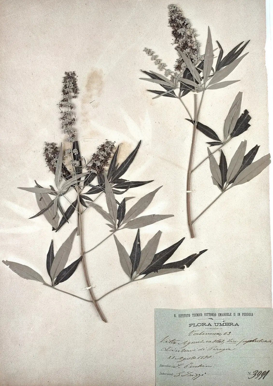穗花牡荆 (Vitex agnus-castus) — 环境展示