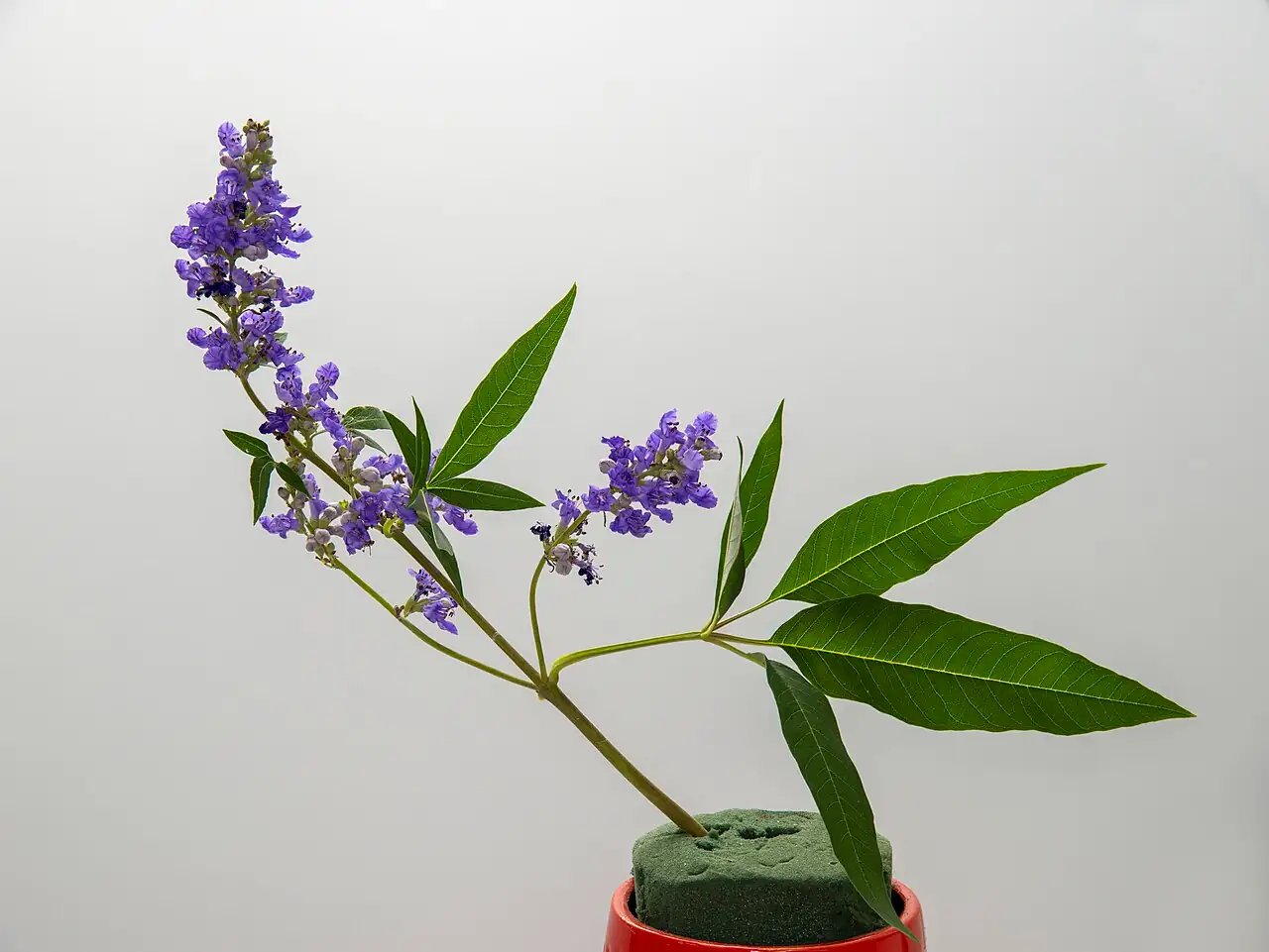穗花牡荆 (Vitex agnus-castus) — 更多视角