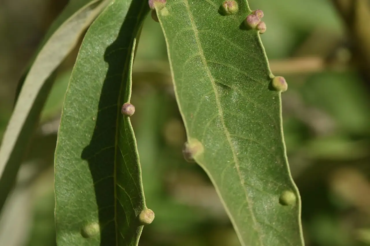 穗花牡荆 (Vitex agnus-castus) — 更多视角