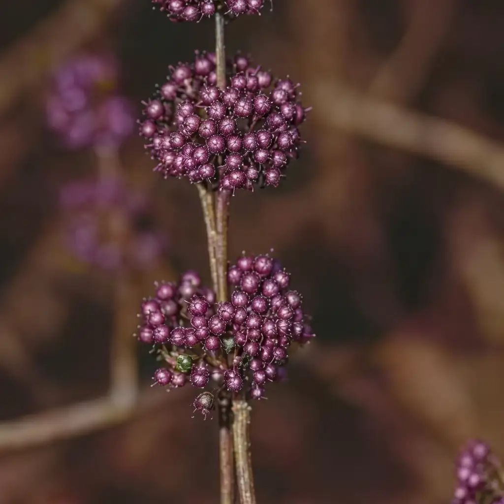 紫珠 (Callicarpa bodinieri) — 环境展示