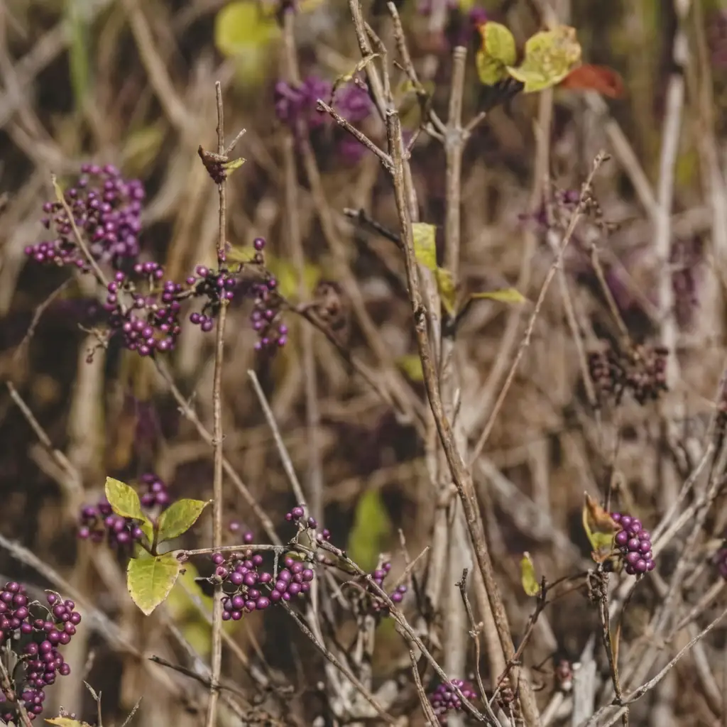 紫珠 (Callicarpa bodinieri) — 细节