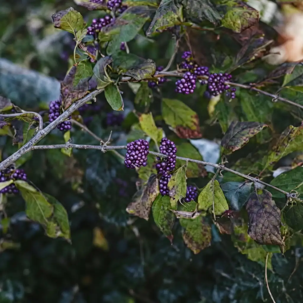 紫珠 (Callicarpa bodinieri) — 特写