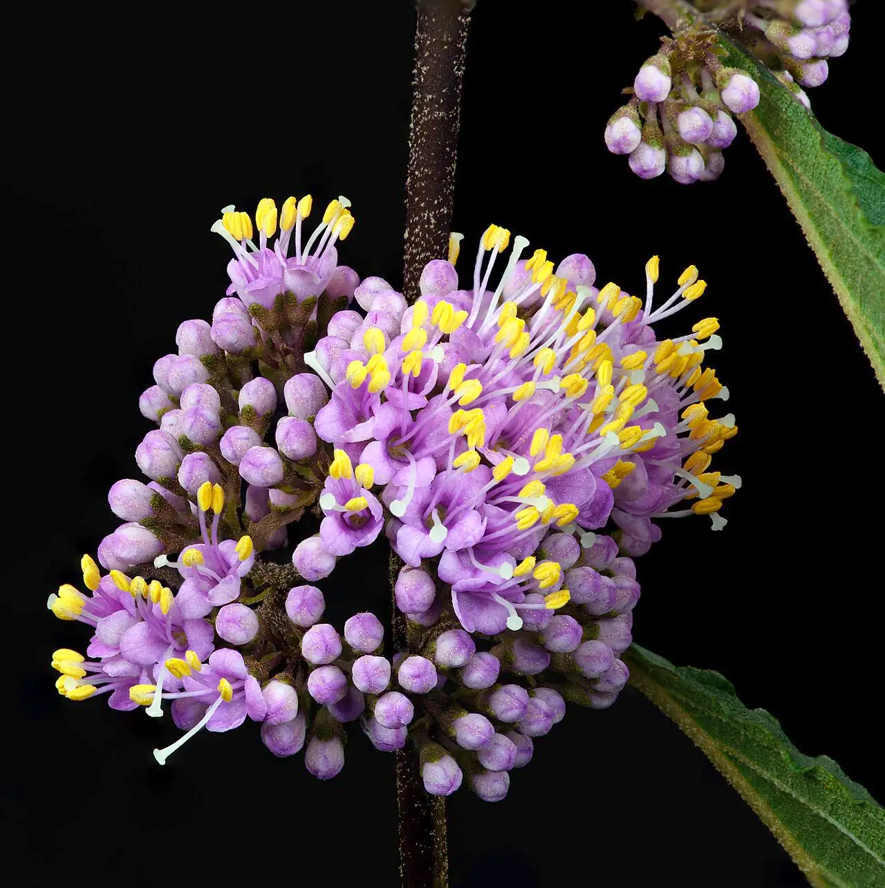 紫珠 (Callicarpa bodinieri) — 更多视角