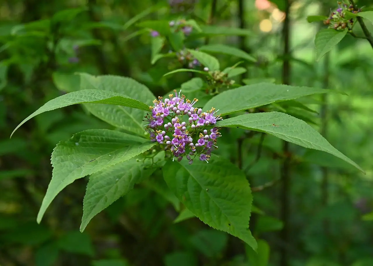 紫珠 (Callicarpa bodinieri) — 更多视角