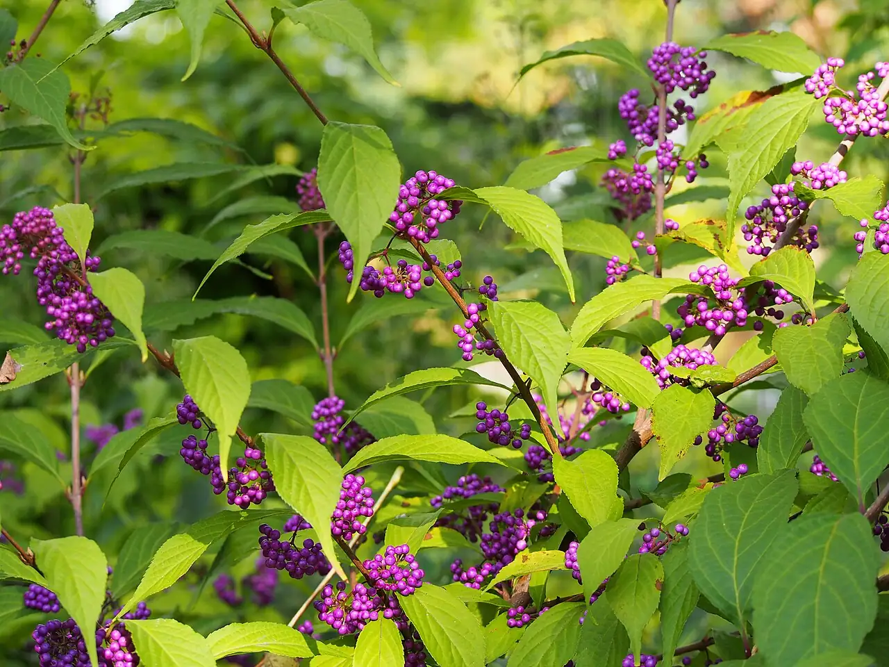 紫珠 (Callicarpa bodinieri) — 主图