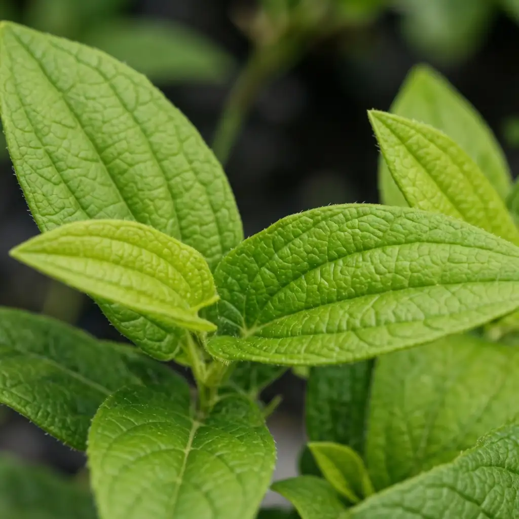 三白草 (Saururus chinensis) — 细节