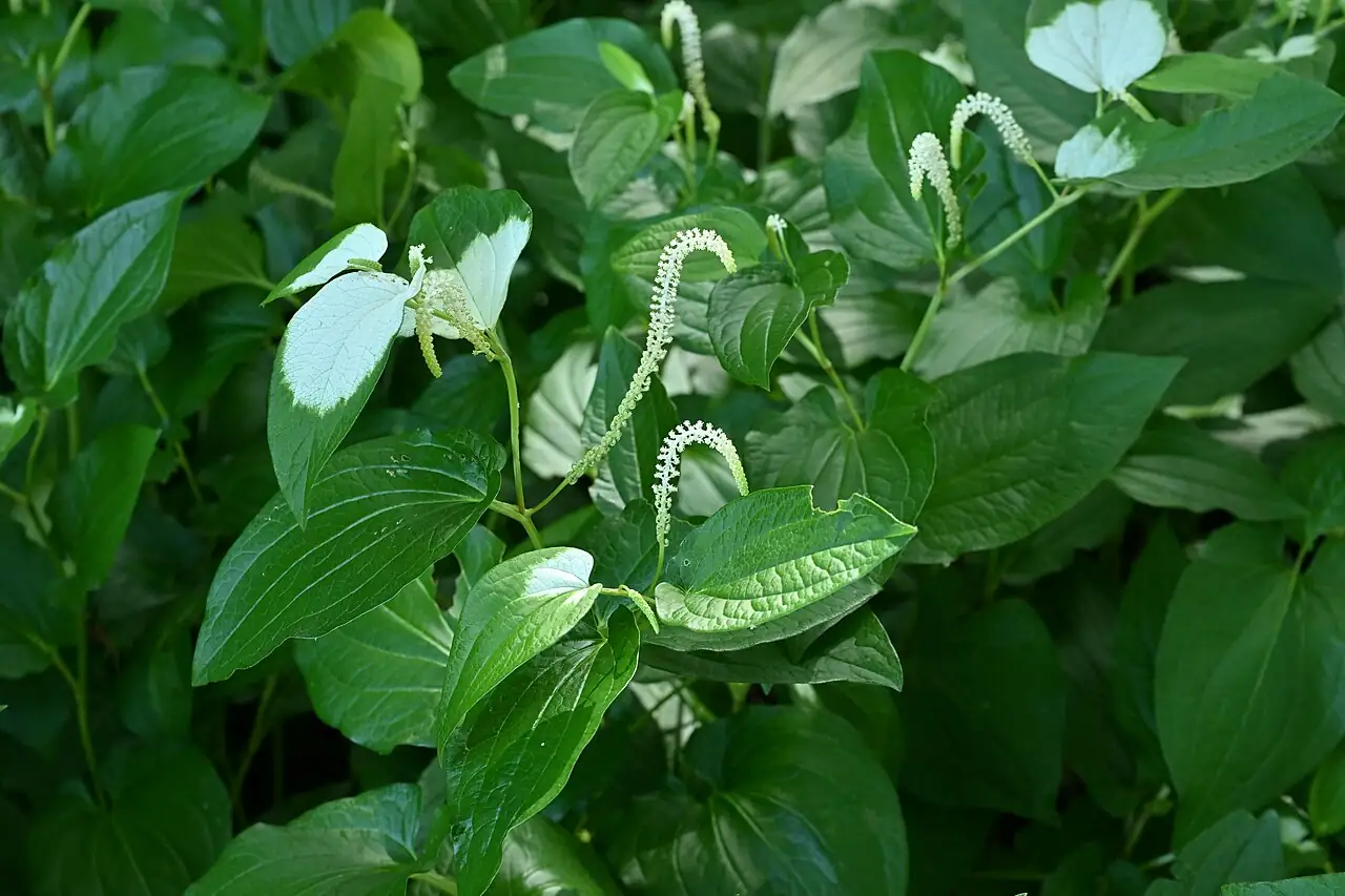三白草 (Saururus chinensis) — 主图