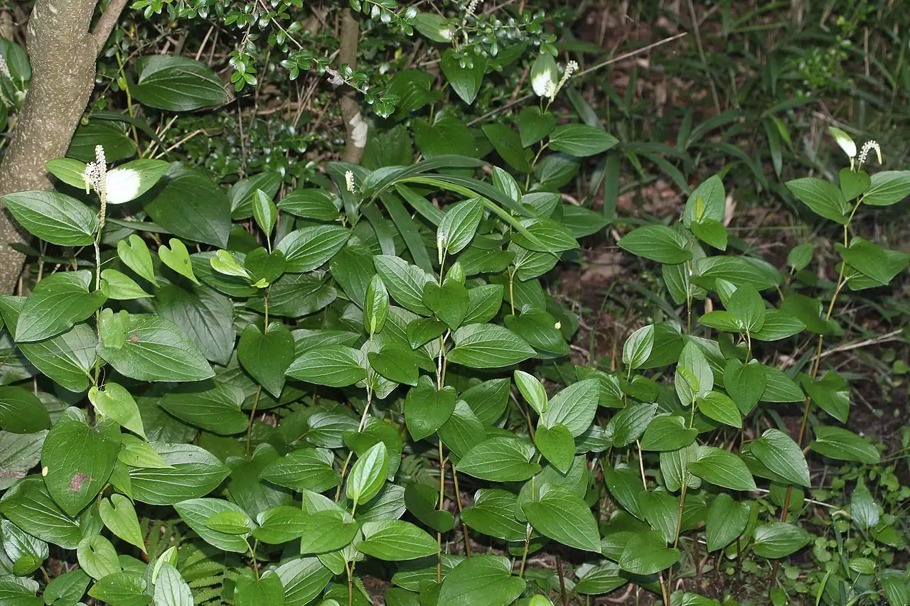 三白草 (Saururus chinensis) — 环境展示