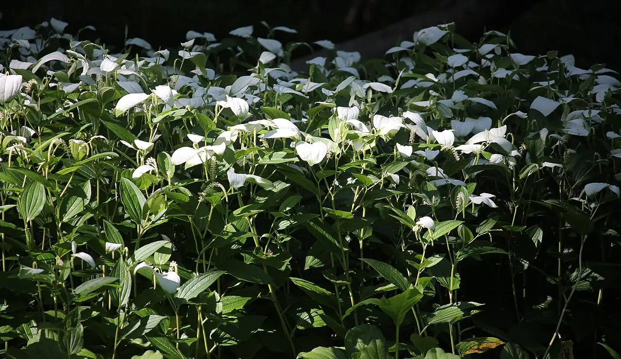 三白草 (Saururus chinensis) — 更多视角