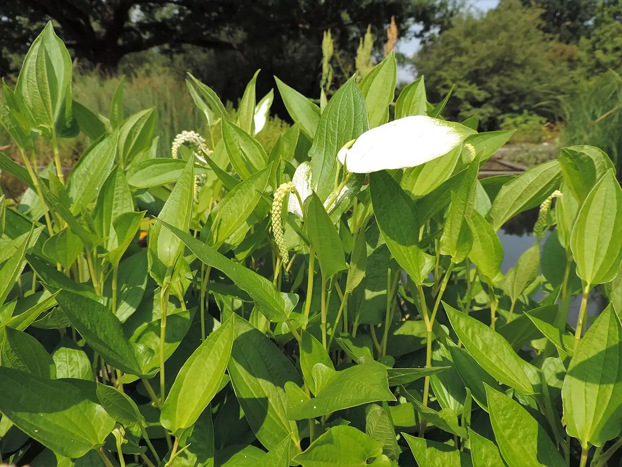 三白草 (Saururus chinensis) — 更多视角