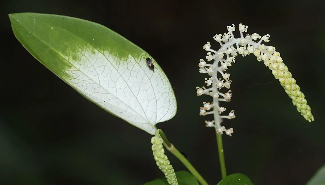 三白草 (Saururus chinensis) — 更多视角
