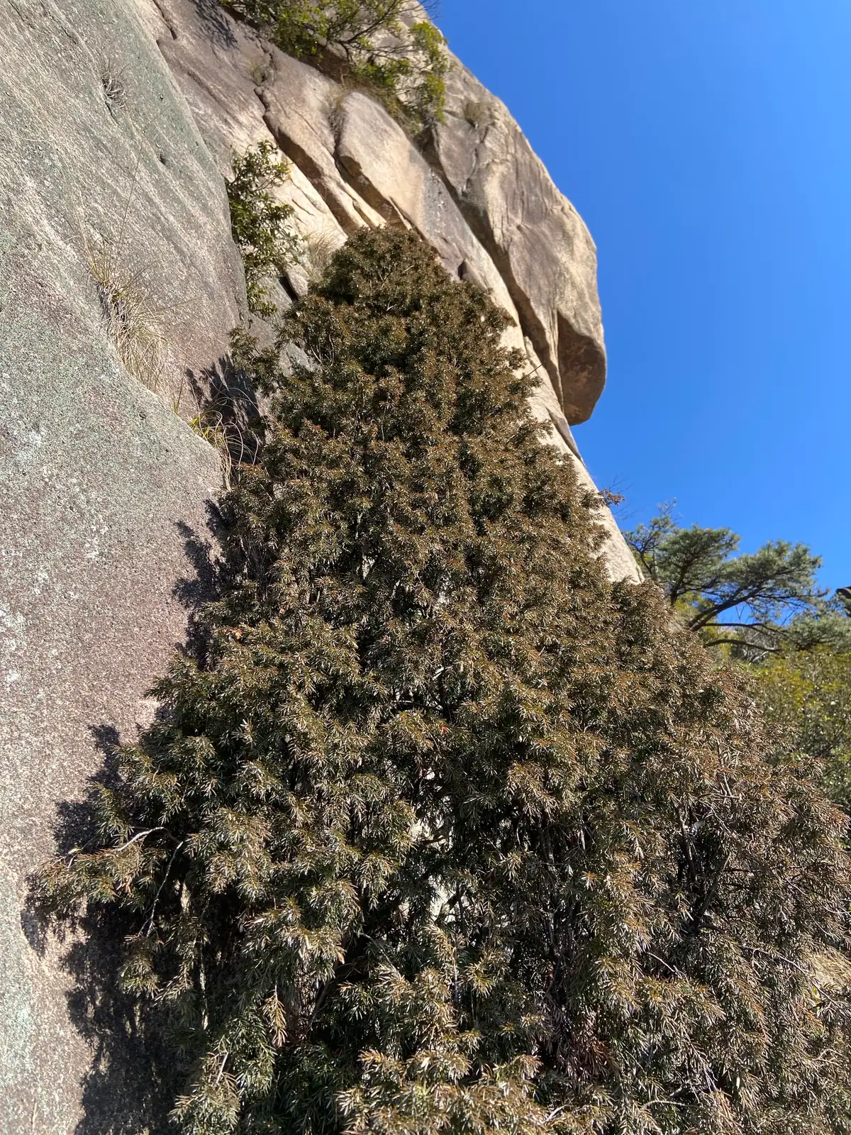 翠珀柏 (Juniperus formosana Hayata (cultivar)) — 环境展示