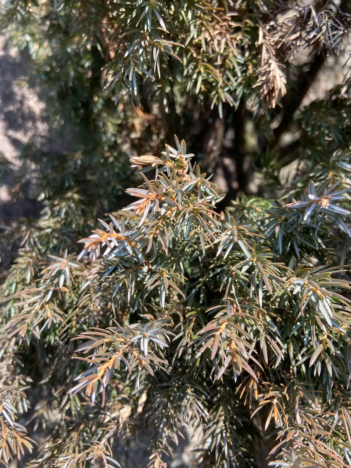 翠珀柏 (Juniperus formosana Hayata (cultivar)) — 更多视角