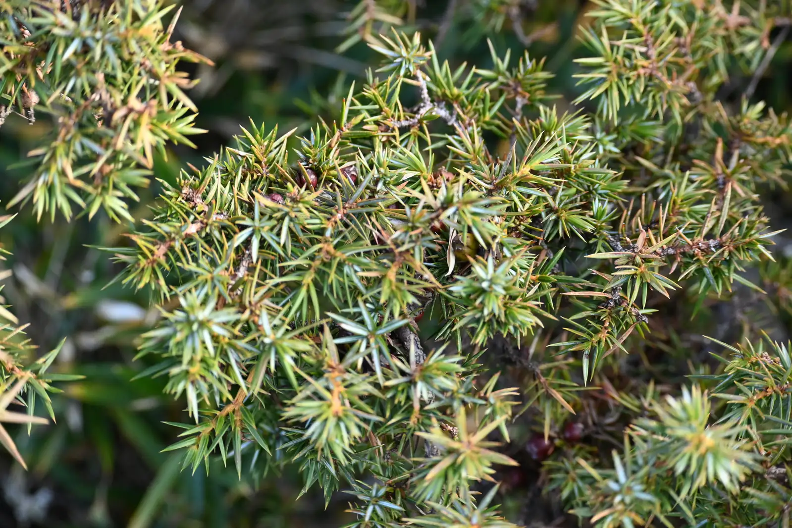 翠珀柏 (Juniperus formosana Hayata (cultivar)) — 更多视角