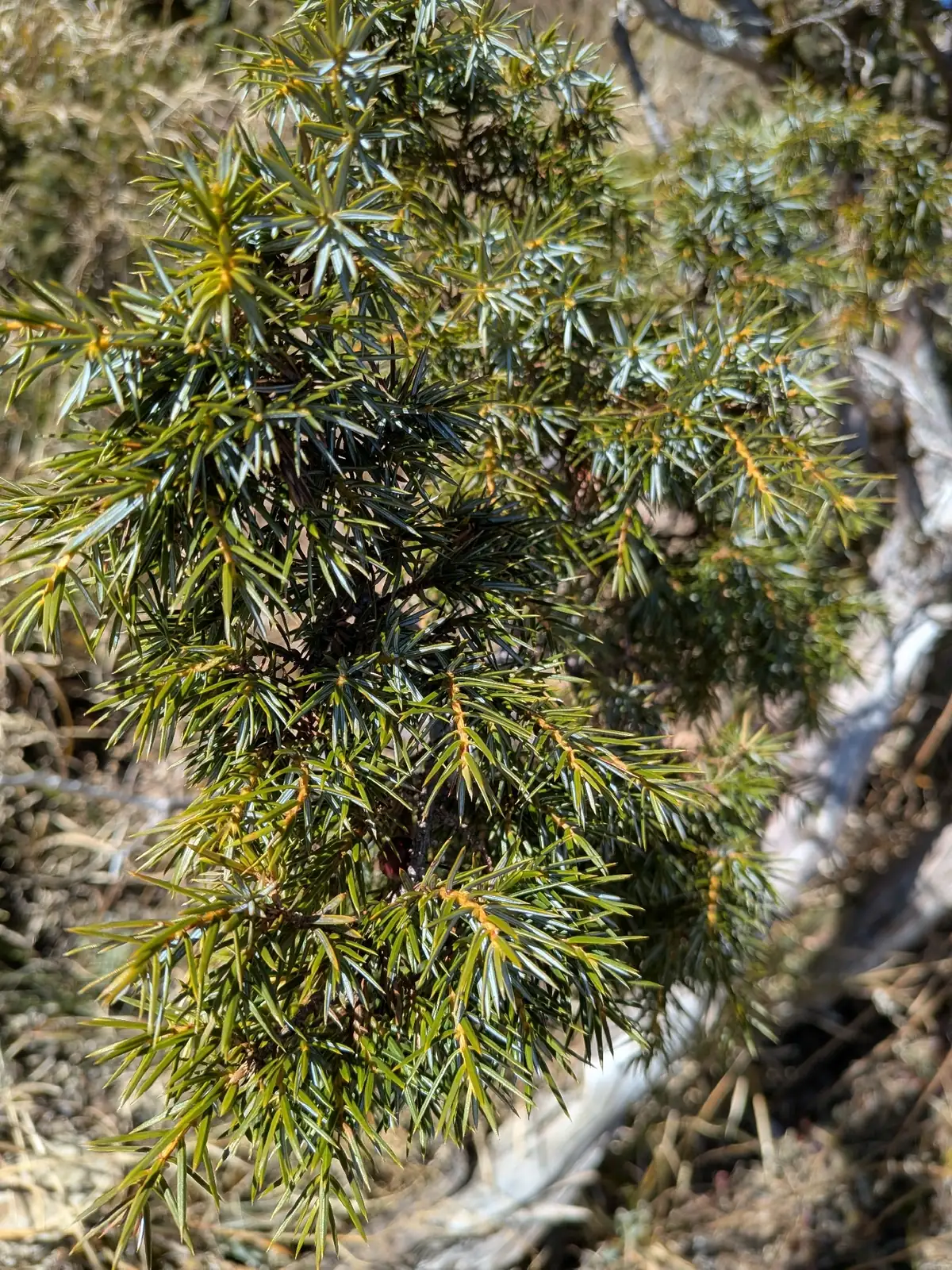 翠珀柏 (Juniperus formosana Hayata (cultivar)) — 特写