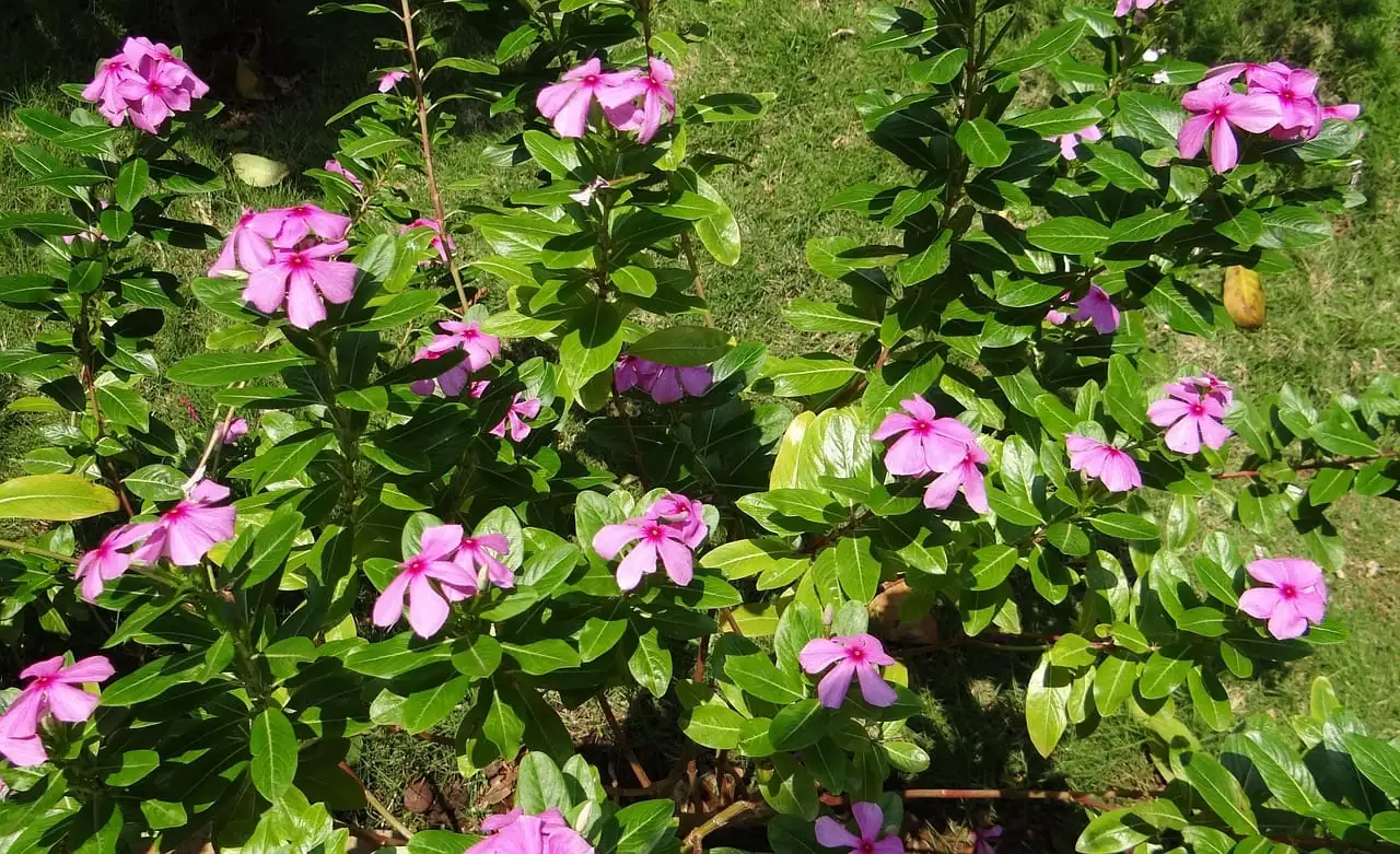 长春花 (Catharanthus roseus) — 特写