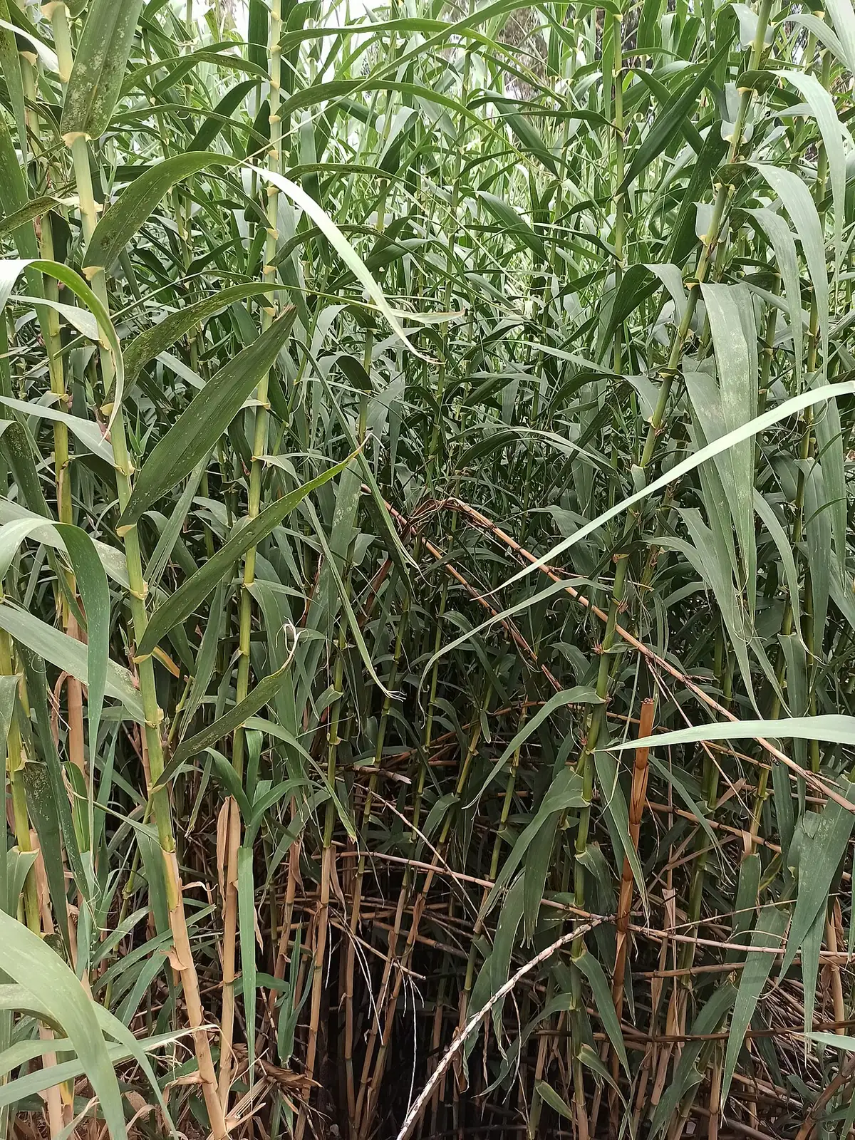 芦竹 (Arundo donax) — 特写