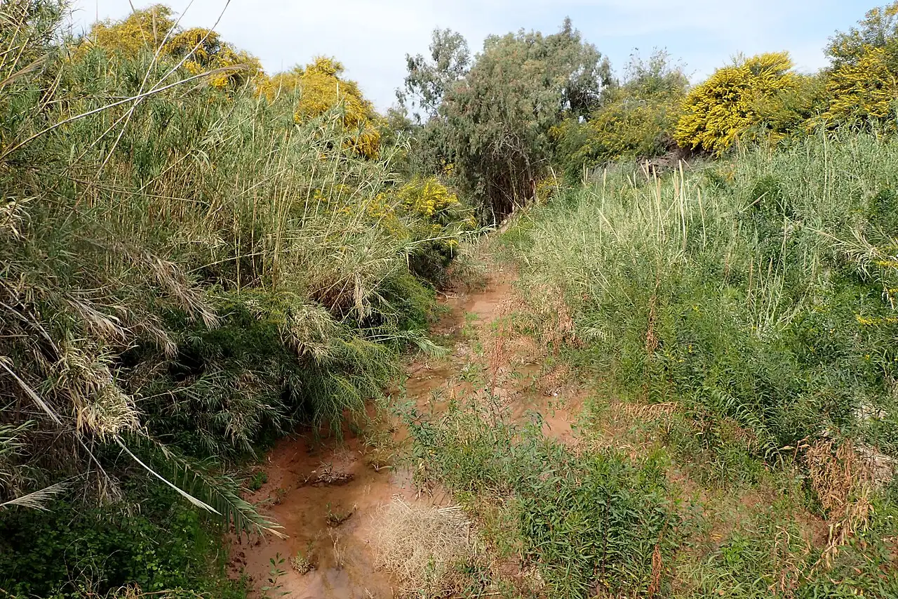 芦竹 (Arundo donax) — 环境展示
