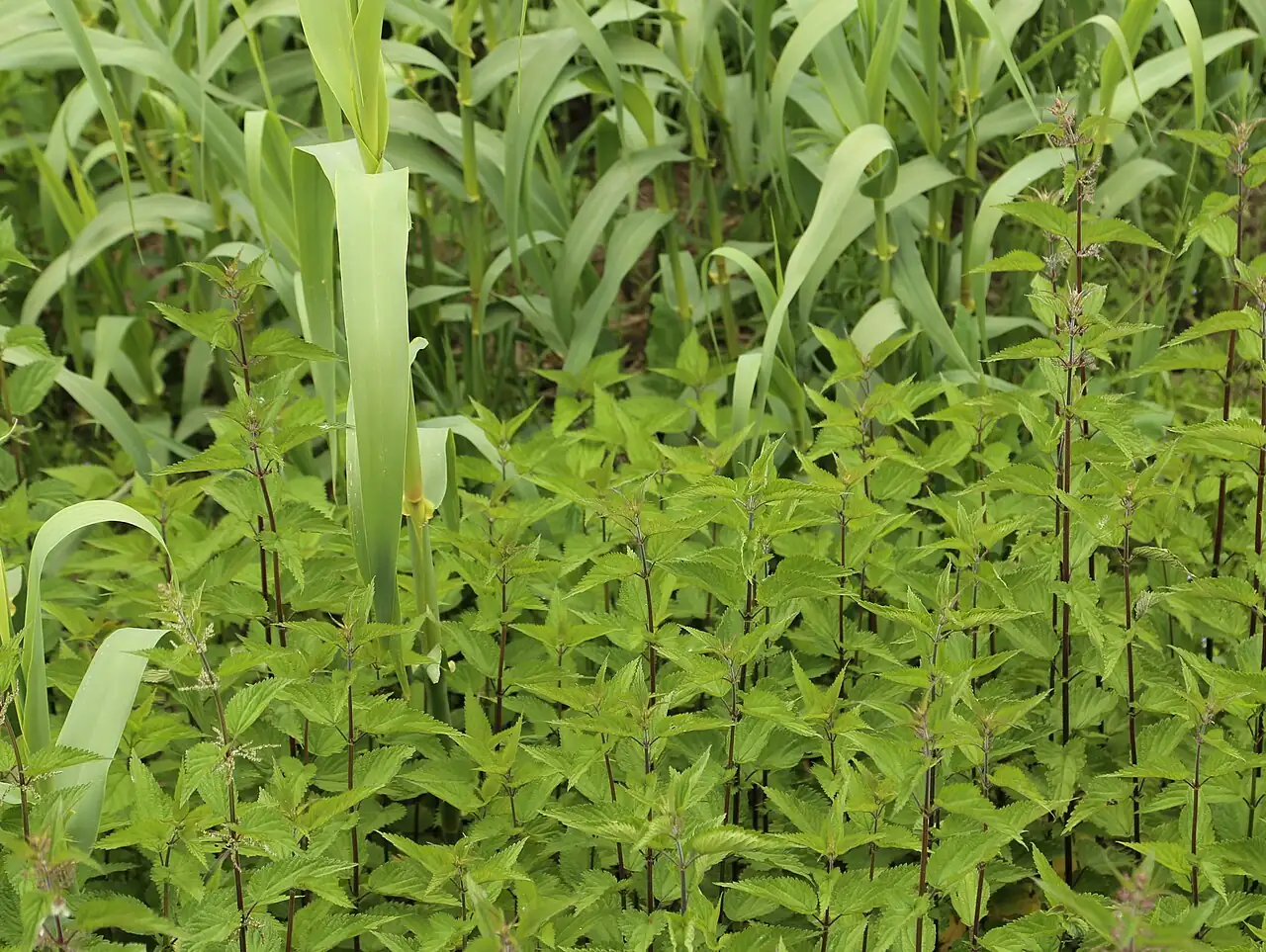 芦竹 (Arundo donax) — 更多视角