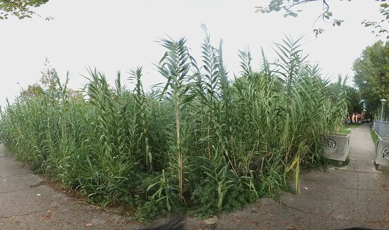 芦竹 (Arundo donax) — 更多视角
