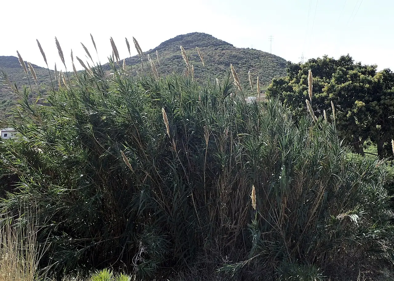 芦竹 (Arundo donax) — 更多视角