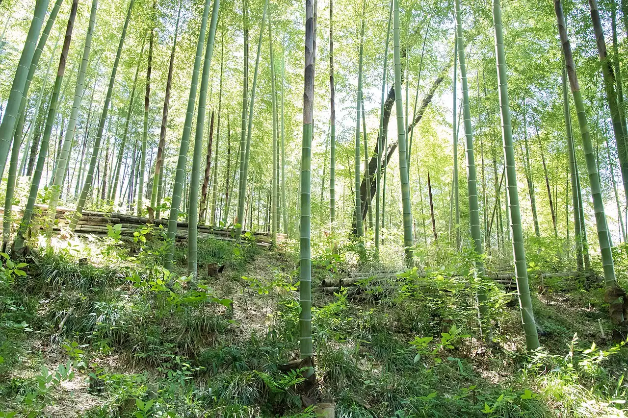 毛竹 (Phyllostachys edulis) — 更多视角
