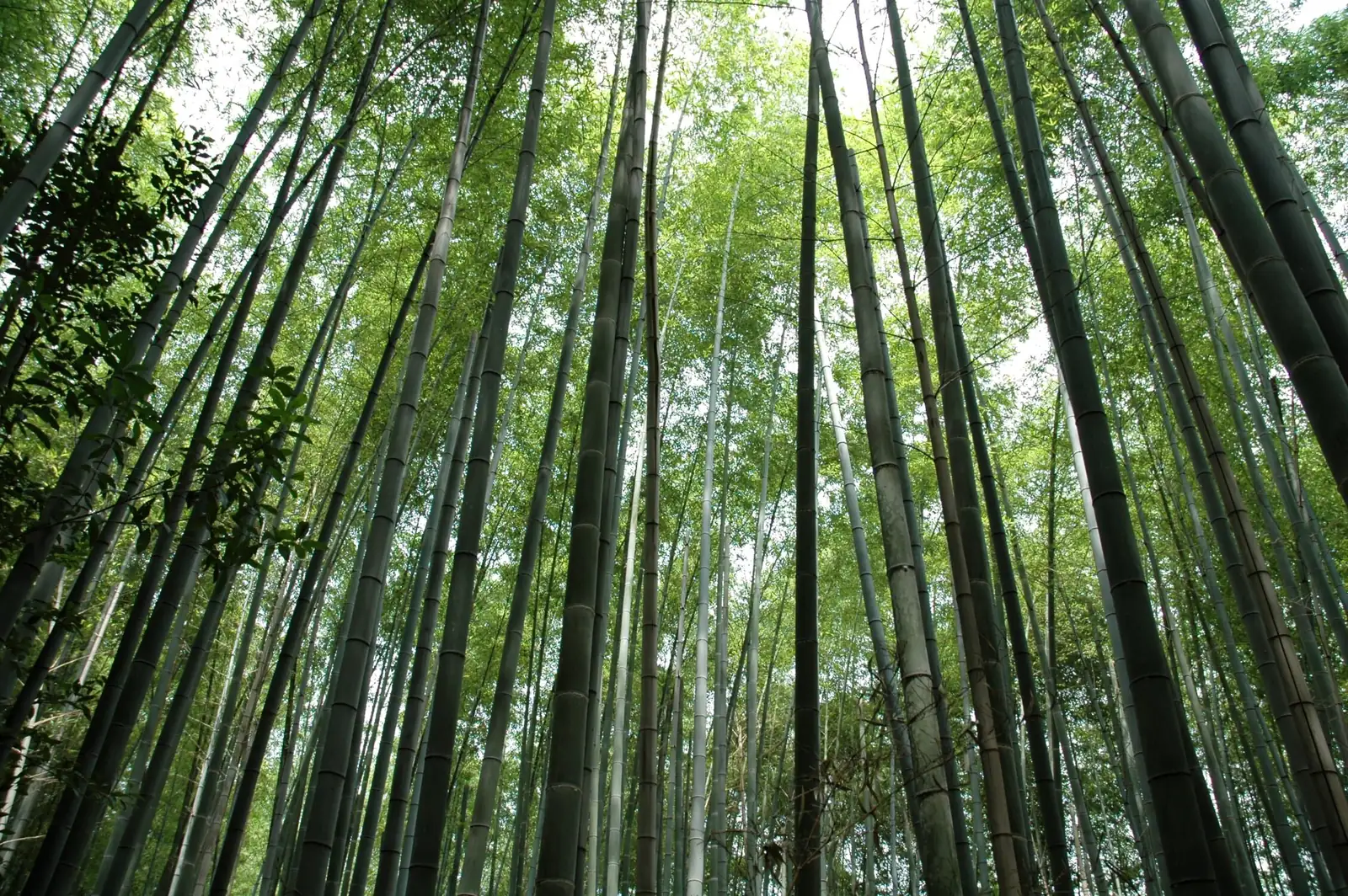 毛竹 (Phyllostachys edulis) — 主图