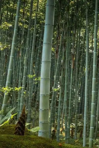毛竹 (Phyllostachys edulis) — 更多视角