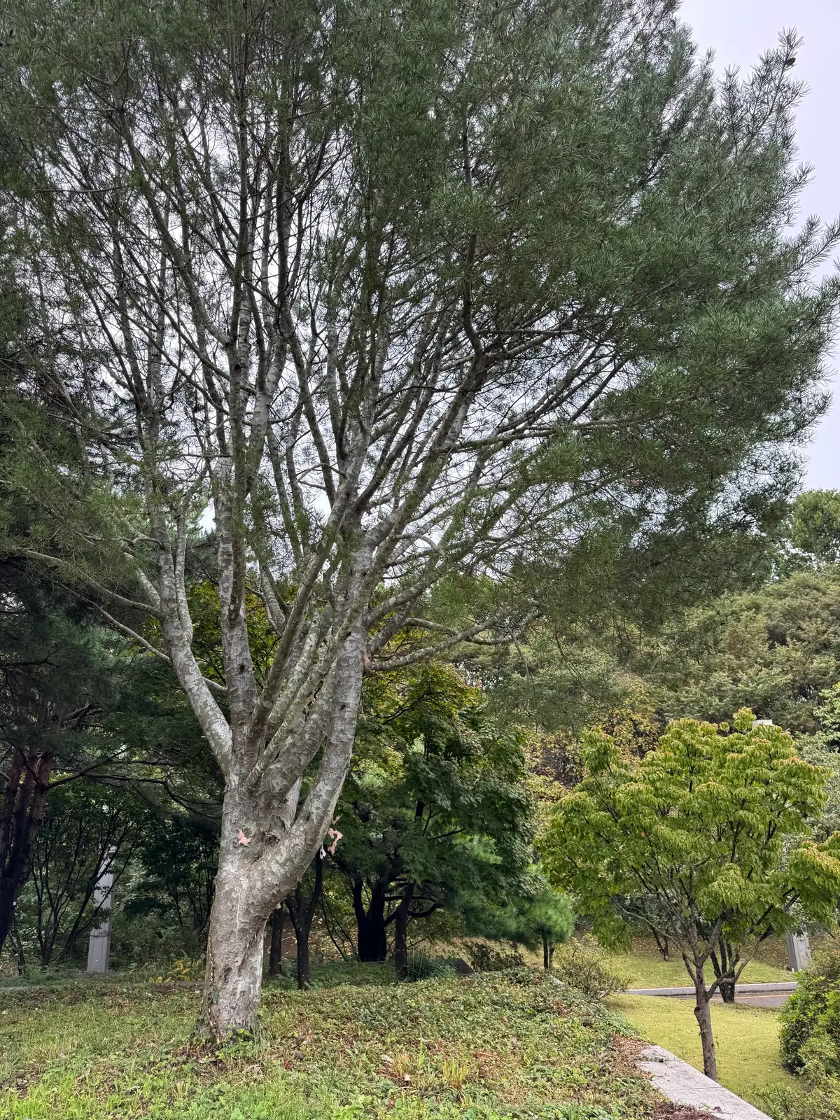 白皮松 (Pinus bungeana) — 特写