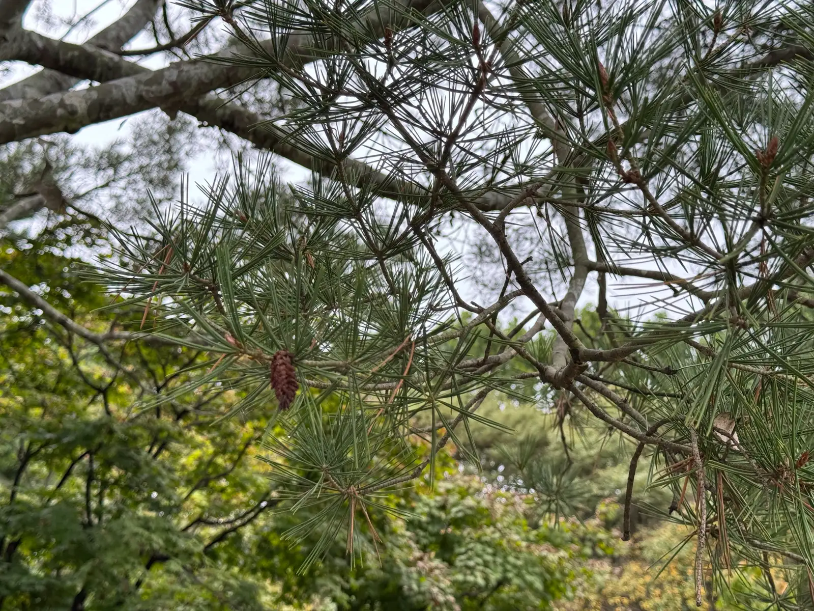 白皮松 (Pinus bungeana) — 环境展示