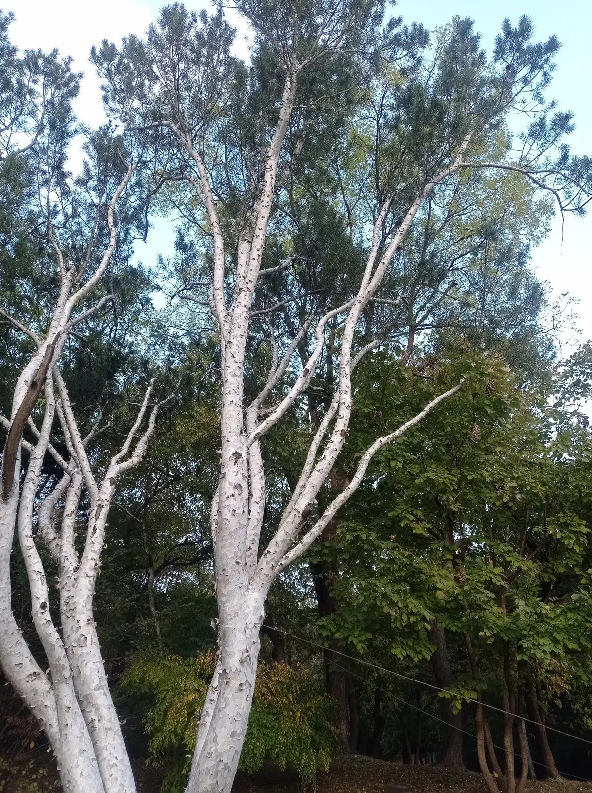白皮松 (Pinus bungeana) — 更多视角