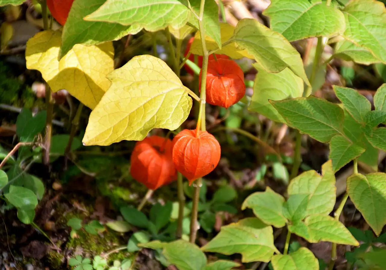 酸浆 (Physalis alkekengi) — 特写