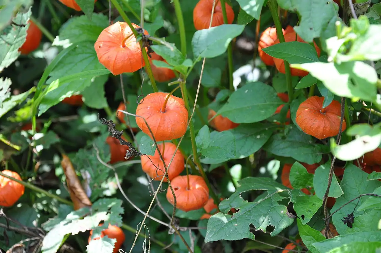 酸浆 (Physalis alkekengi) — 环境展示